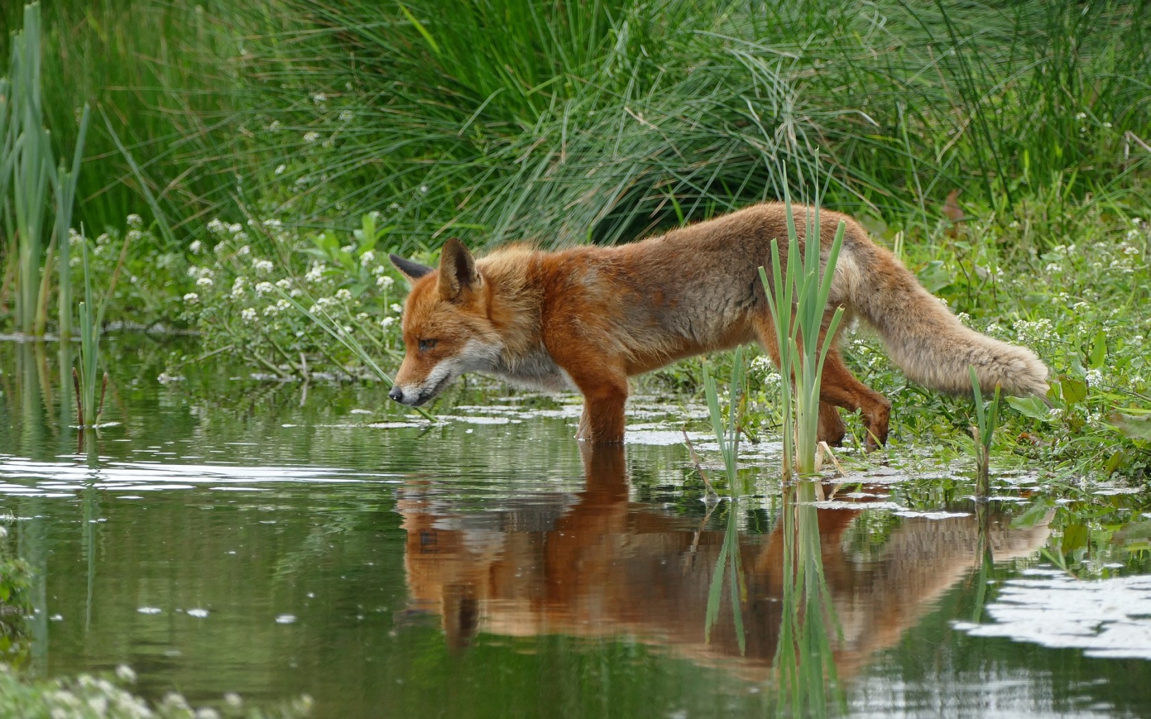 Fox in nature
