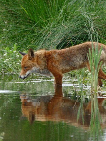Fox in nature