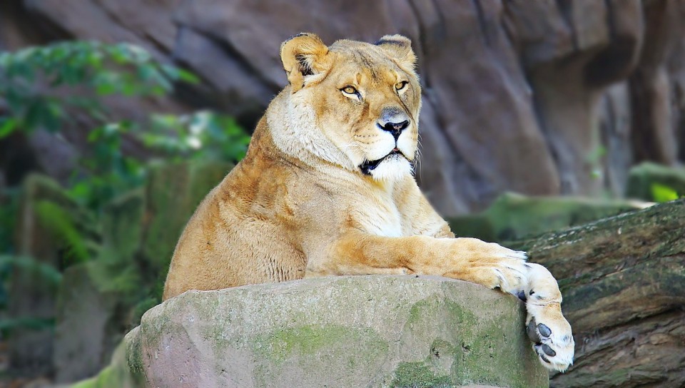 Lioness predator