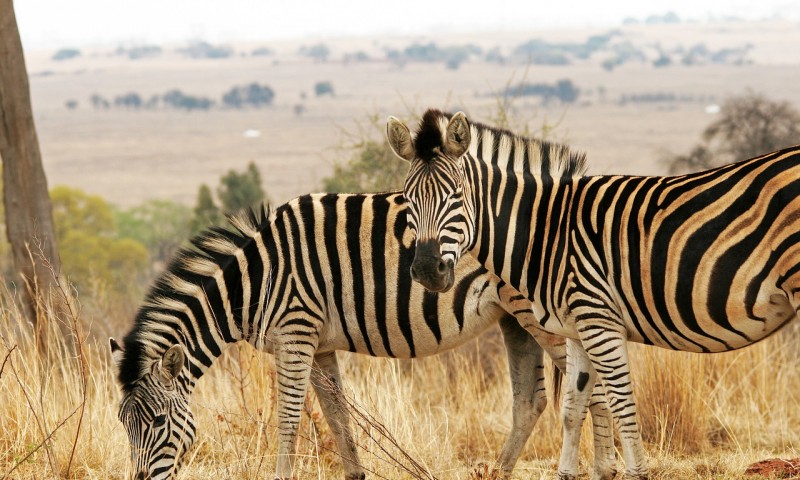 Zebra wildlife